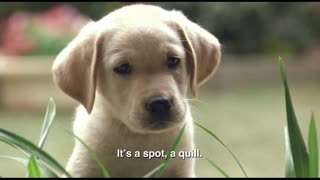 Quill: The Life of a Guide Dog Movie Trailer