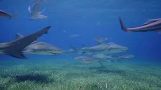 Deep Sea Movie Trailer