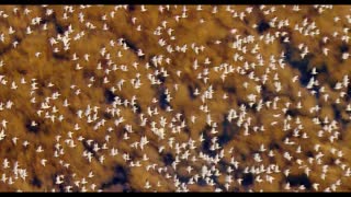Oceans Movie Trailer