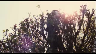 Bright Star Movie Trailer