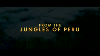 Paddington Movie Trailer