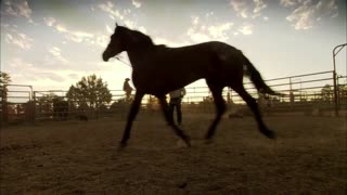 Wild Horse, Wild Ride Movie Trailer
